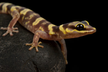 Western marbled velvet gecko (Oedura fimbria)