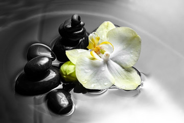 Pebbles and white yellow flower on black background. Spa stones and orchid in water