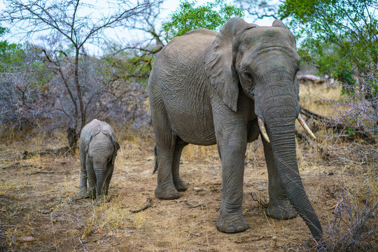 elephants with baby elephant in kruger national park, mpumalanga, south africa 12