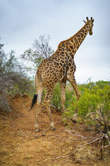 giraffes in kruger national park, mpumalanga, south africa 39