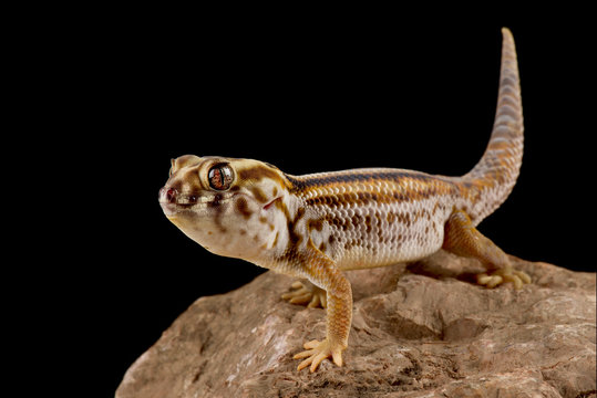 Persian wonder gecko (Teratoscincus keyserlingii)