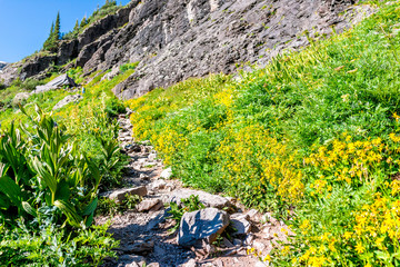 Many yellow daisy wildflowers flowers on meadow along steep rocky path trail to Ice lake near...
