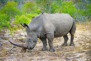 white rhino in kruger national park, mpumalanga, south africa 3