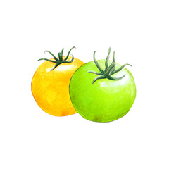 tomato watercolor illustration on white background