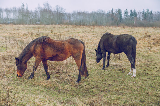 City Cesis, Latvia. Horses graze in the meadow and grass around. Travel photo. 18.11.2019.