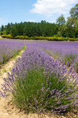Fototapeta na wymiar landscape with lavender fields