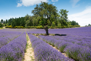Naklejka na ściany i meble landscape with lavender fields