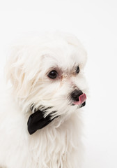 White Maltese dog