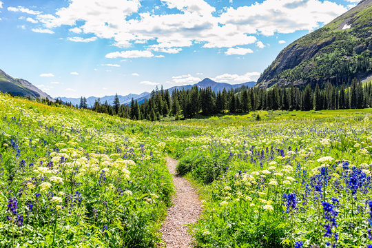Open landscape view of green wildflowers meadow and footpath trail to Ice lake near Silverton, Colorado in August 2019 summer