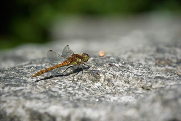 dragonfly sitting on a gray stone
