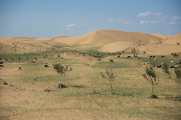 Fototapeta na wymiar Sand dune desert in mongolia