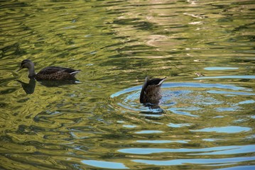 birds in the natural wildlife