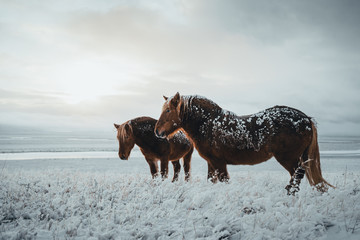Icelandic horses are very unique creatures for the Iceland. These horses are more likely ponies but quite bigger and they are capable of surviving hard weather conditions that are usual for the north - 303918084