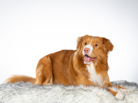 Nova Scotia duck tolling retriever portrait. Image taken in a studio with white background. isolated on white, copy space.