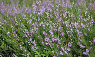 purple flowers on a green field