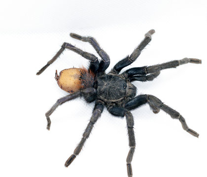 Big black spider isolated on a white background. Tliltocatl Vagans