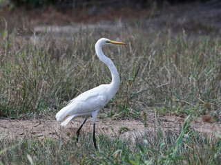 Great egret (Ardea alba)