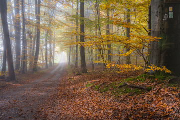 Nebeltag im Wald