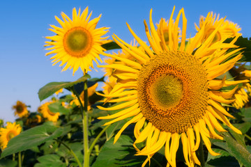Sunflowers field. Summer harvest. Sunflower seeds. Green leaves. Clear Blue sky.