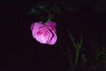 Fototapeta na wymiar Rosen bei Nacht im Garten
