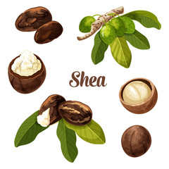 Shea nuts, vector realistic illustration.