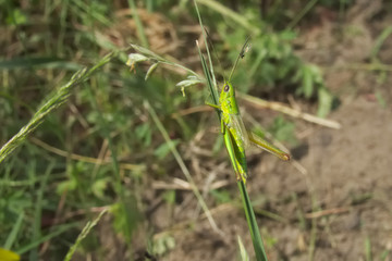 Grasshopper (Chrysochraon dispar) with aphid - 303919872