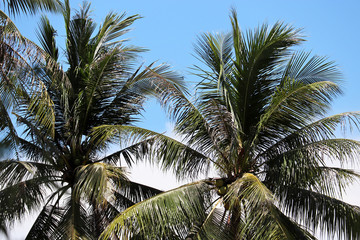 Fototapeta na wymiar Coconut palms with coconuts on background of blue sky and white clouds. Trees on a tropical beach