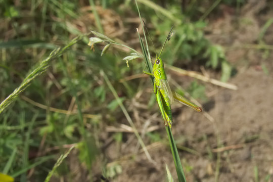 Grasshopper (Chrysochraon dispar) with aphid