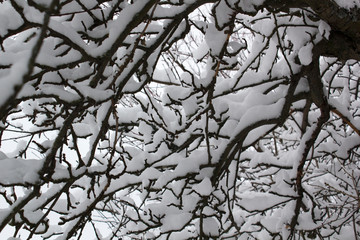 Winter tree branches covered with snow wonderland. Calm winter time image
