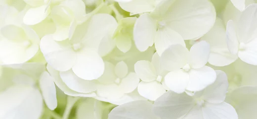 Afwasbaar fotobehang Witte hortensia bloemen panoramische rand, banner, bruiloft romantische achtergrond. Plat leggen. © Olga Ionina