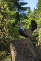 Tetrao urogallus in wild nature in spruce forest, western capercaillie