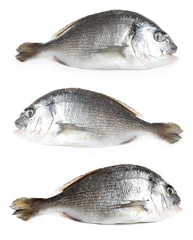 Set of fresh raw dorada fish on white background