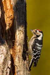 The Lesser Spotted Woodpecker (Dendrocopos minor) is in the wild nature.