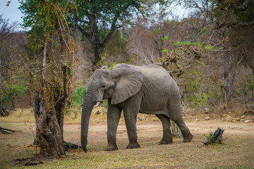 Obraz na płótnie Canvas elephant in kruger national park, mpumalanga, south africa 38