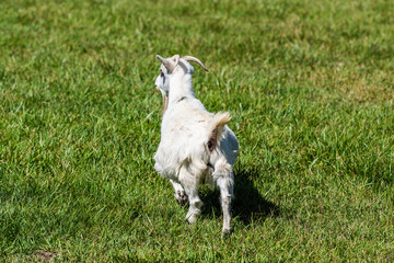 Small white goat running back on green grass in Montrose or Delta, Colorado summer cute adorable farm animal closeup