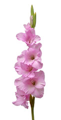 Branch of a gladiolus purple flower isolated on white background. Flat lay, top view