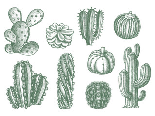 Different cactus succulent plants, vector sketch