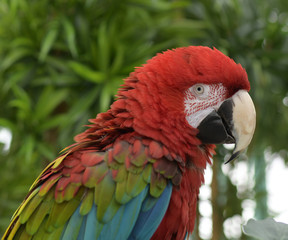 Big rare macaw parrot with red plumage close-up