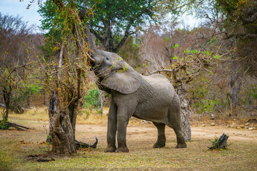 elephant in kruger national park, mpumalanga, south africa 44