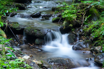 Forest stream in the evening
