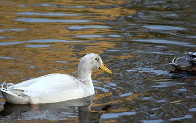 die schwimmende Ente