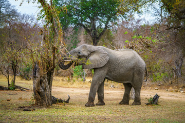 elephant in kruger national park, mpumalanga, south africa 50