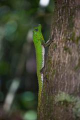 Naklejka na ściany i meble Hump Snout Lizard or Lyre Head Lizard (Lyriocephalus scutatus) This species is endemic to Sri Lanka.