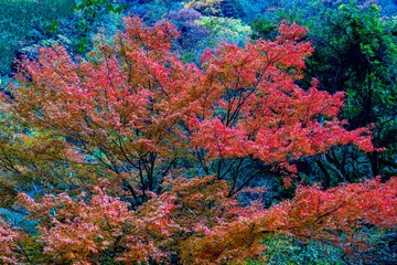 菊池渓谷の紅葉