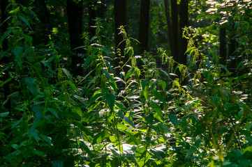 Nettle in the forest