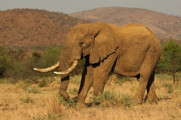Big and old Elephant male (Loxodonta africana) in Pilanesberg National Park (game reserve) going on...