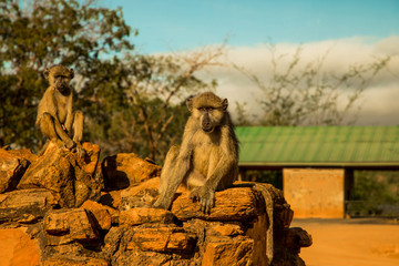 A small flock of wild  vervet monkeys sits on large stones in Tsavo National Park in Kenya at sunset. Baboons flock close up.Eyes to eyes.