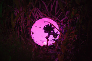 pinke Lichtkugel bei Nacht im Garten