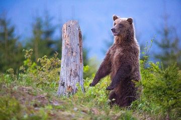 Fototapeta na wymiar Brown bear (Ursus arctos) standing on his hind legs on a swamp in the spring forest