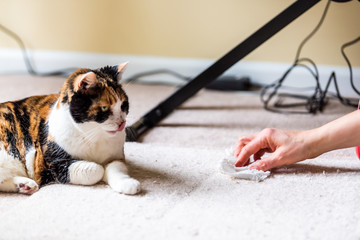 Calico cat face tongue funny humor on carpet inside indoor house home with hairball vomit stain and woman owner cleaning rubbing paper towel on floor - obrazy, fototapety, plakaty